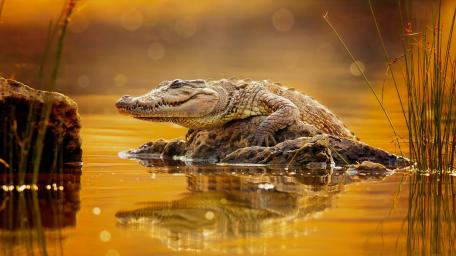 Majestic Crocodile by the Water's Edge wallpaper