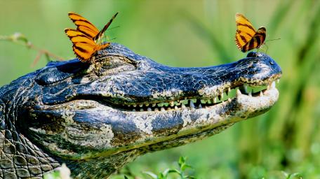 Caimans and Butterflies Harmony in Nature wallpaper