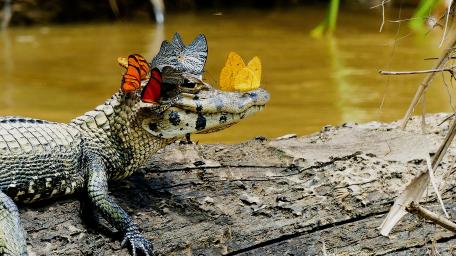 Playful Caiman with Colorful Butterflies wallpaper