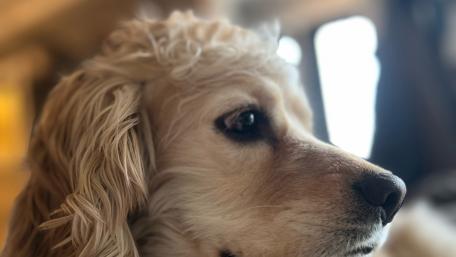 Charming Close-Up of a Fluffy Dog wallpaper