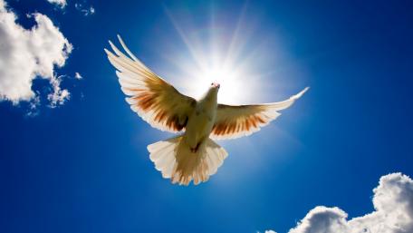 Majestic Dove in Bright Blue Sky wallpaper