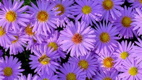 European Michaelmas daisy wallpaper