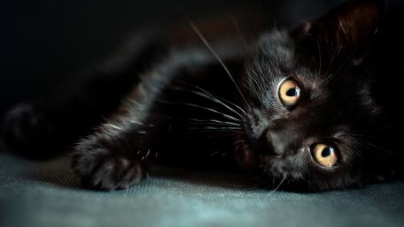 Mystical Eyes of a Black Cat wallpaper