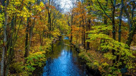 Autumnal Serenity at a Forest Creek wallpaper