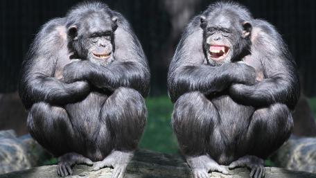 Chimpanzees wallpaper