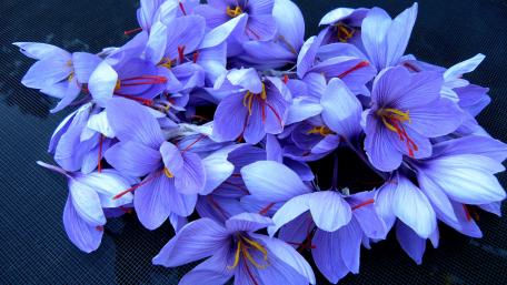 Saffron Crocuses in Spring Bloom wallpaper