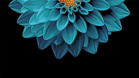 Blue Dahlia wallpaper