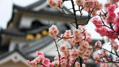 Hikone Castle at spring wallpaper