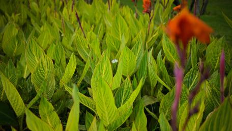 Flowers bloom in thousands of bushes wallpaper