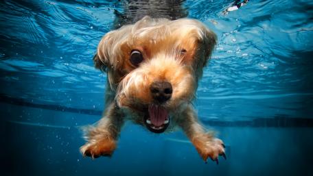 Yorkshire Terrier's Underwater Adventure wallpaper
