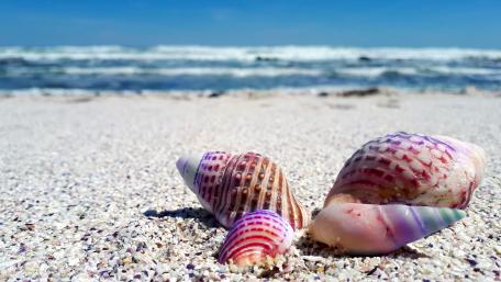 Seashell Serenity on a Sunlit Shore wallpaper