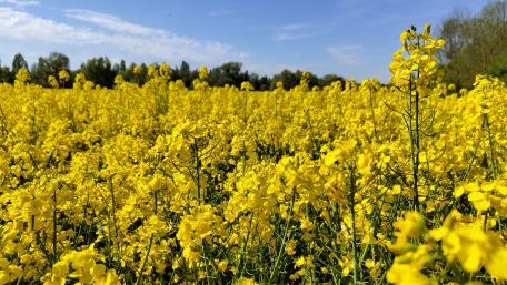 Rapeseed wallpaper