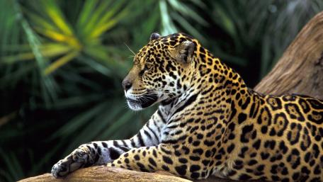 Majestic Jaguar Relaxing in Nature wallpaper