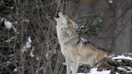 Majestic Wolf Howling Underneath the Moonlight wallpaper