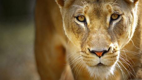 Majestic Lioness Staring Intently wallpaper