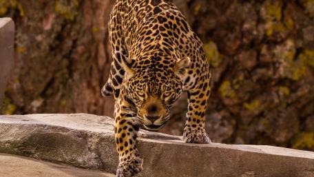 Majestic Jaguar in Motion wallpaper