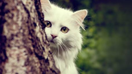 Curiosity of a White Cat wallpaper