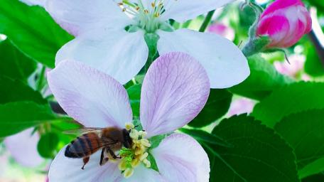 Bees and Blossoms in Harmony wallpaper