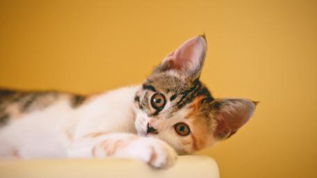 Cat on Focus Photo wallpaper