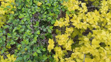 Vibrant Yellow and Green Floral Harmony wallpaper