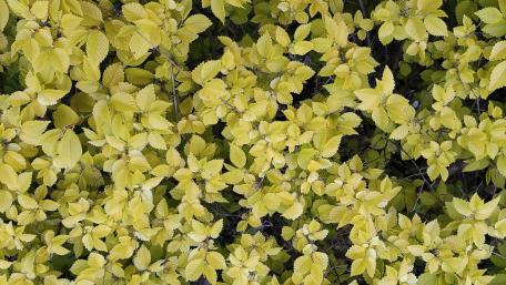 Vibrant Yellow Leaves in Spring Sunshine wallpaper