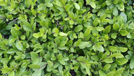 Vibrant Green Leaves Wallpaper wallpaper