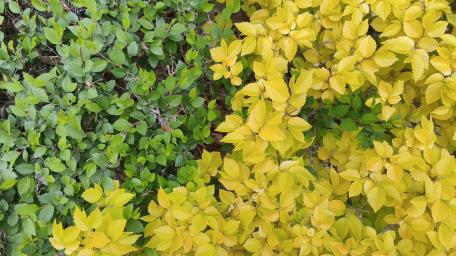 Vibrant Green and Yellow Leaves Displaying Nature's Palette wallpaper