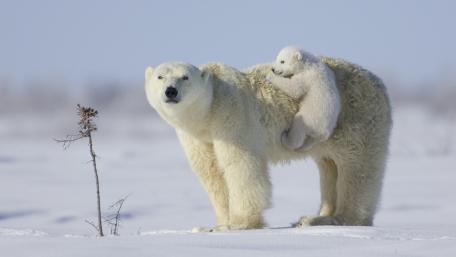 Tender Moments of a Polar Bear Family wallpaper