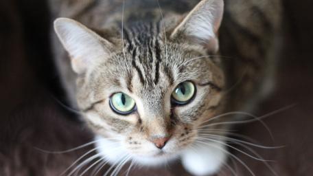 Short-coated Gray Cat wallpaper
