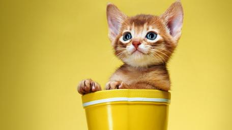 Adorable Ginger Kitten Surrounded by Bright Yellow wallpaper