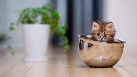 Kitten in a Shiny Bowl Adventure wallpaper