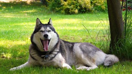 Majestic Alaskan Malamute in Nature's Embrace wallpaper