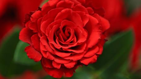 Radiant Red Rose Wallpaper wallpaper