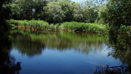 Small pond wallpaper