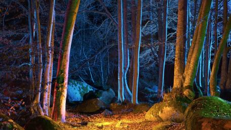 Mystical Forest Under the Night Sky wallpaper
