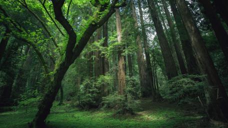 Majestic Forest Serenity wallpaper