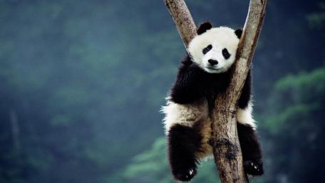 Playful Panda Perched High in the Trees wallpaper