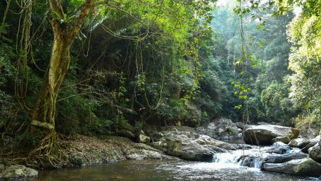 Serene Stream in Lush Green Forest wallpaper