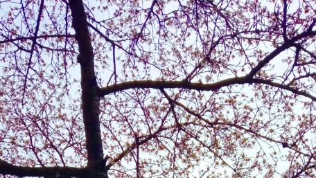 Tree wallpaper