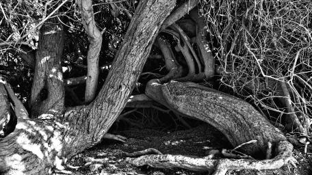 Twisted Roots in Monochrome Forest Scene wallpaper