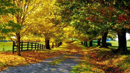 Golden Autumn Pathway Surrounded by Nature's Beauty wallpaper