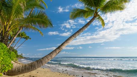 Tropical Paradise by the Beach wallpaper
