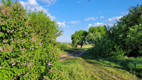 Tranquil Nature Pathway in Vibrant Greenery wallpaper