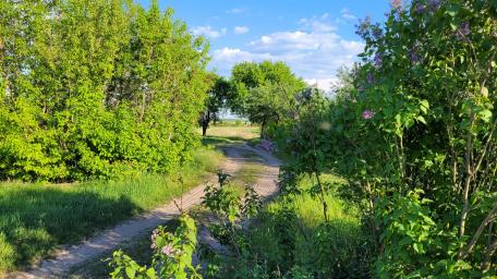 Serene Path through Lush Greenery in Daylight wallpaper