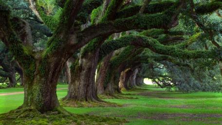 Majestic Oak Trees in Mossy Landscape wallpaper