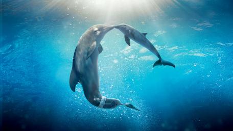 Dolphins Embracing in Crystal Clear Waters wallpaper