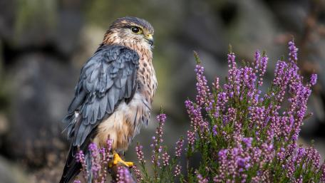 Majestic Falcon Perched Among Blooms wallpaper