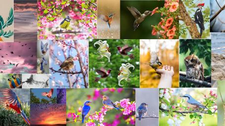 Bird Collage wallpaper