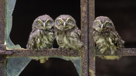 Three Adorable Baby Owls Looking Curious wallpaper