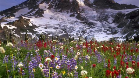 Mount Rainier wildflower field wallpaper